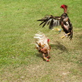 Combat de coq