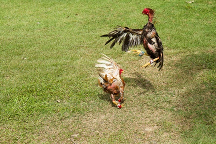Combat de coq