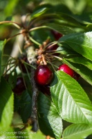 Cerises